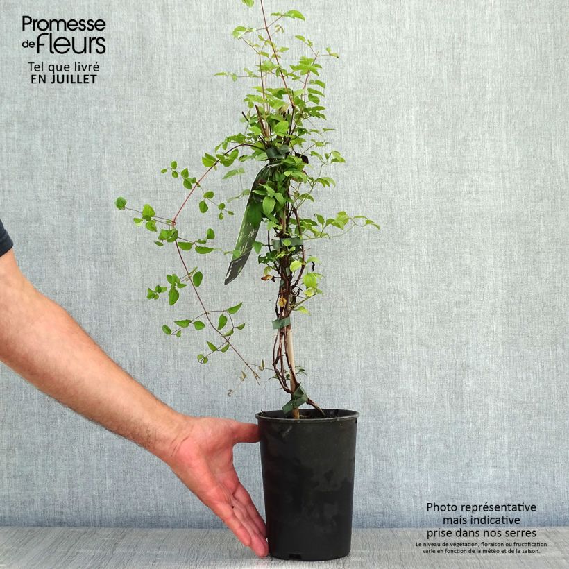 Clematis viticella 'Purpurea Plena Elegans' 2L/3L pot sample as delivered in summer