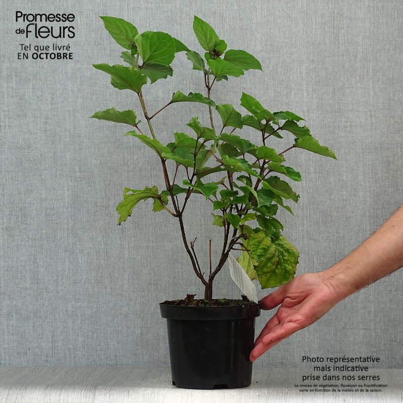 Clerodendrum bungei 2L/3L pot sample as delivered in autumn