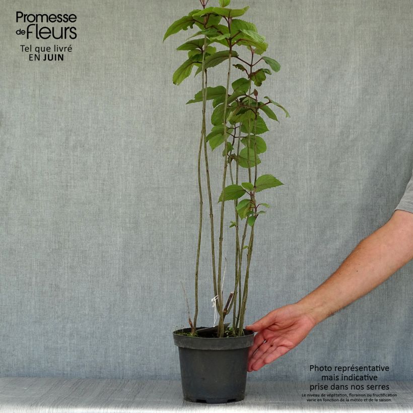 Clerodendrum bungei 2L/3L pot sample as delivered in summer