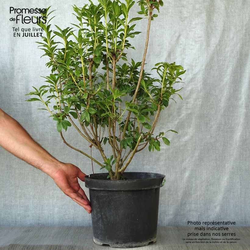 Clethra alnifolia Sixteen Candles en pot de 7,5l/10l sample as delivered in summer