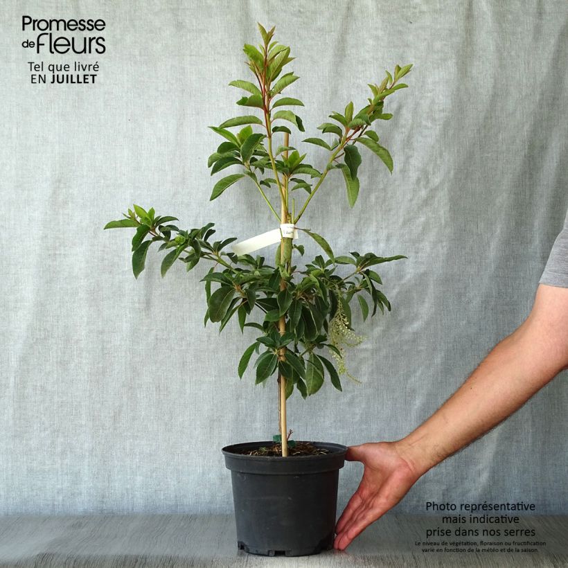 Clethra barbinervis Great Star Minbarb 4L/5L pot sample as delivered in summer