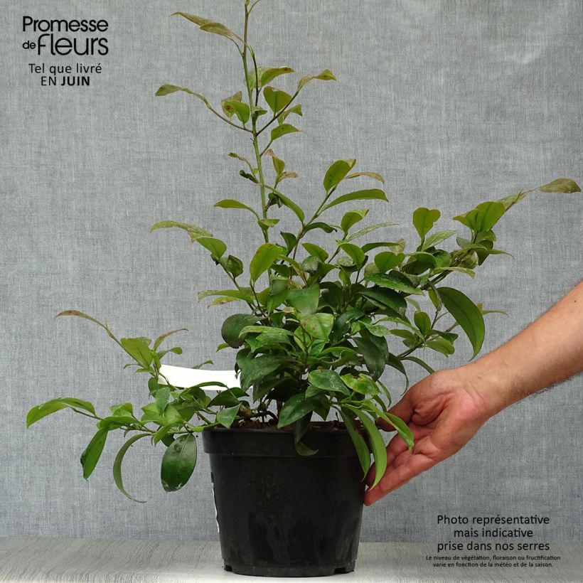 Cleyera japonica 4L/5L pot sample as delivered in summer