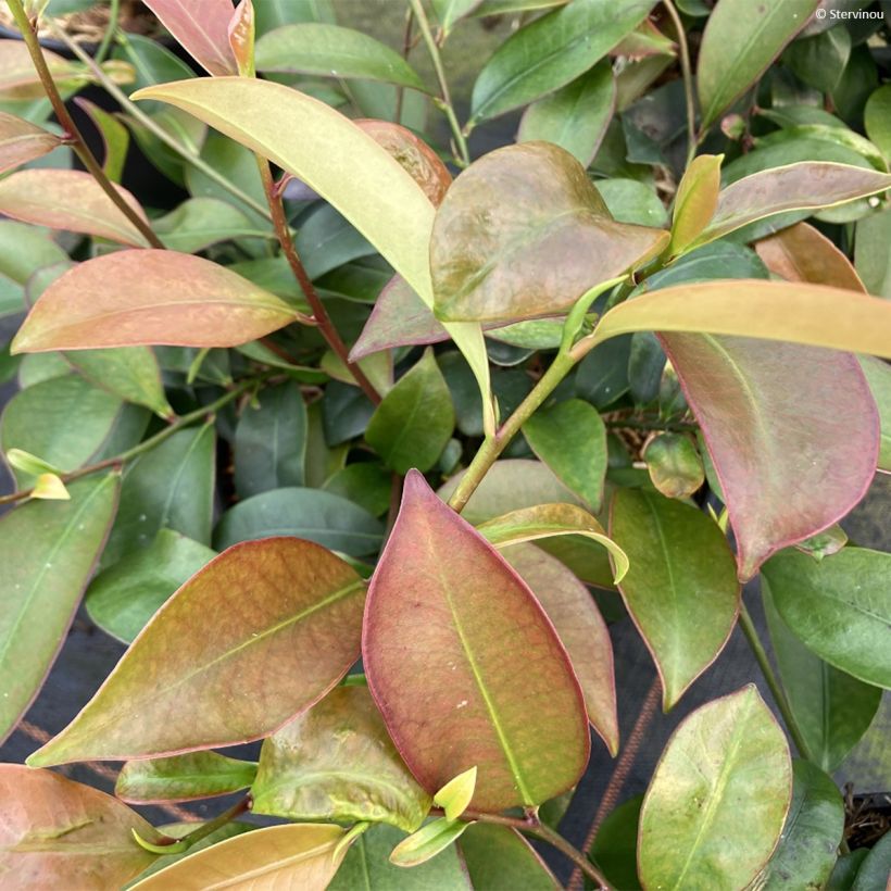 Cleyera japonica (Foliage)