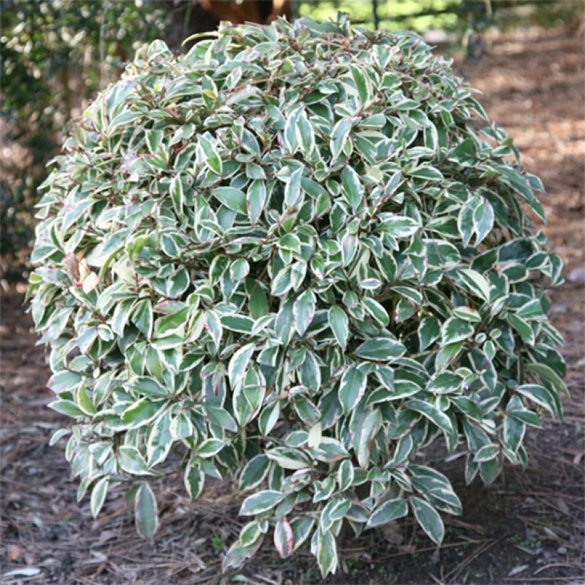 Cleyera japonica Variegata (Foliage)