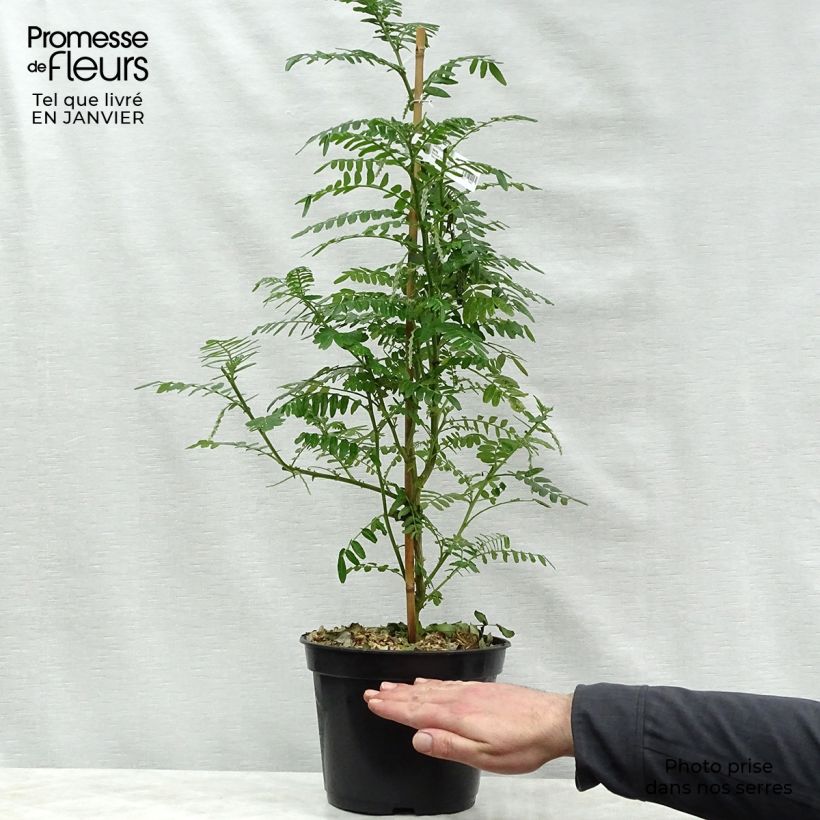 Clianthus puniceus Kaka King - Pince de Homard Pot de 4L/5L sample as delivered in winter