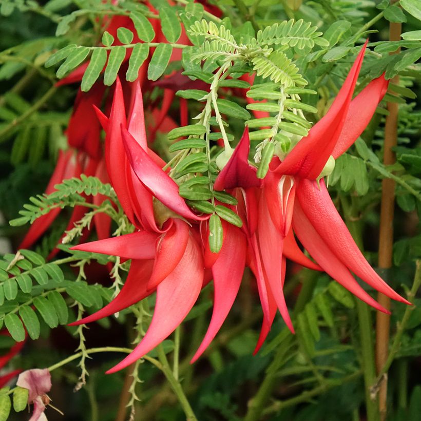 Clianthus puniceus Kaka King (Flowering)
