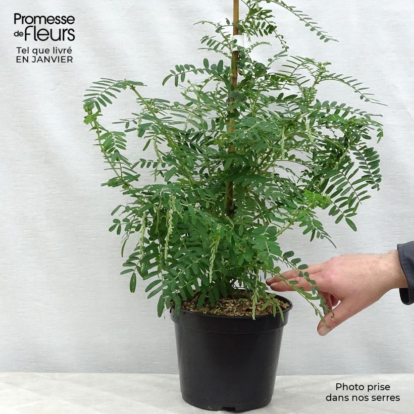 Clianthus puniceus White Heron - Pince de Homard Pot de 3L/4L sample as delivered in winter