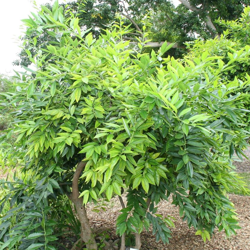 Cocculus laurifolius (Plant habit)