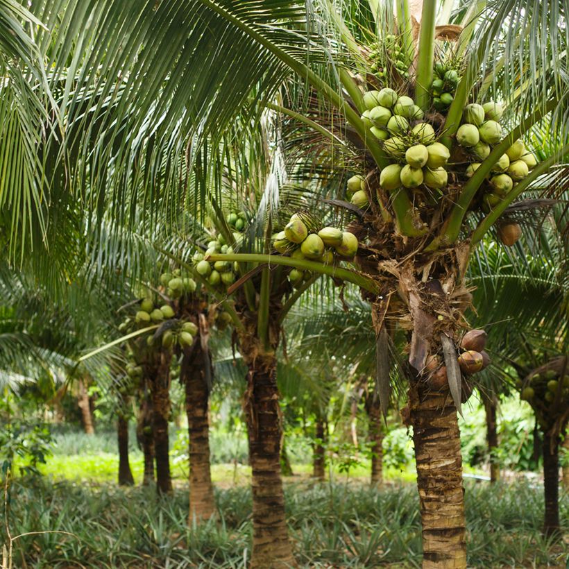 Coconut palm - Cocos nucifera (Plant habit)