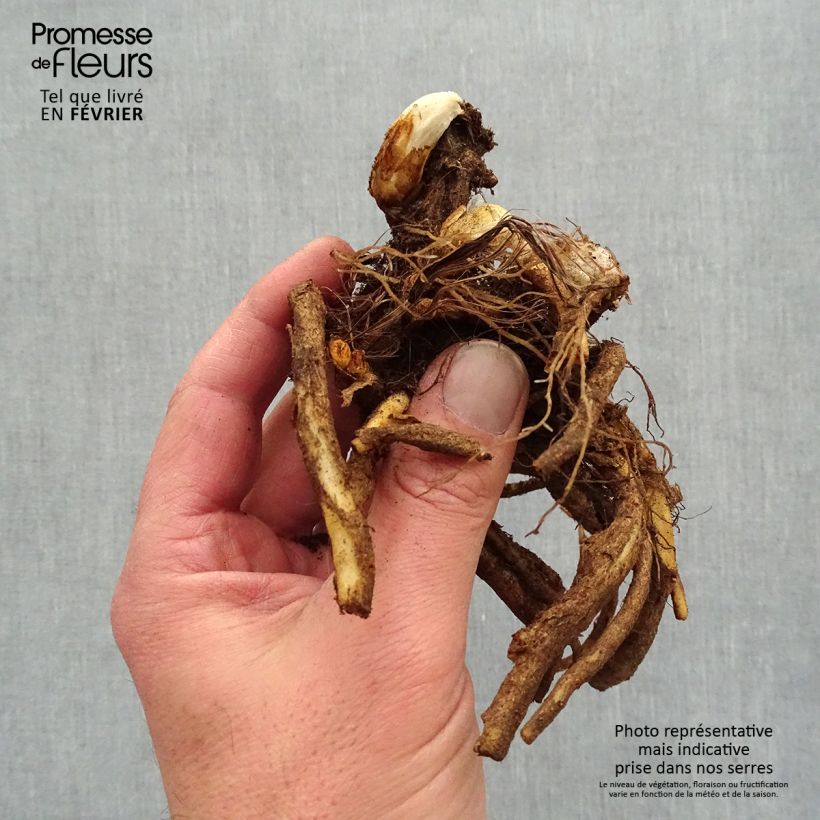 Dicentra spectabilis - Bleeding Heart Bare root sample as delivered in winter