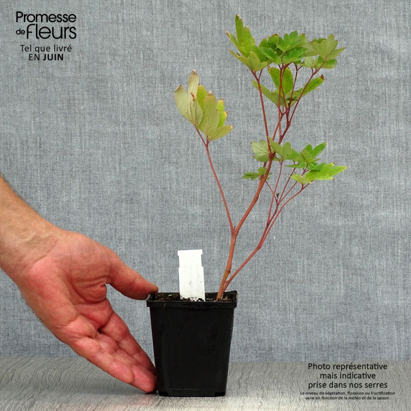 Dicentra spectabilis Valentine 7/8 cm pot sample as delivered in summer