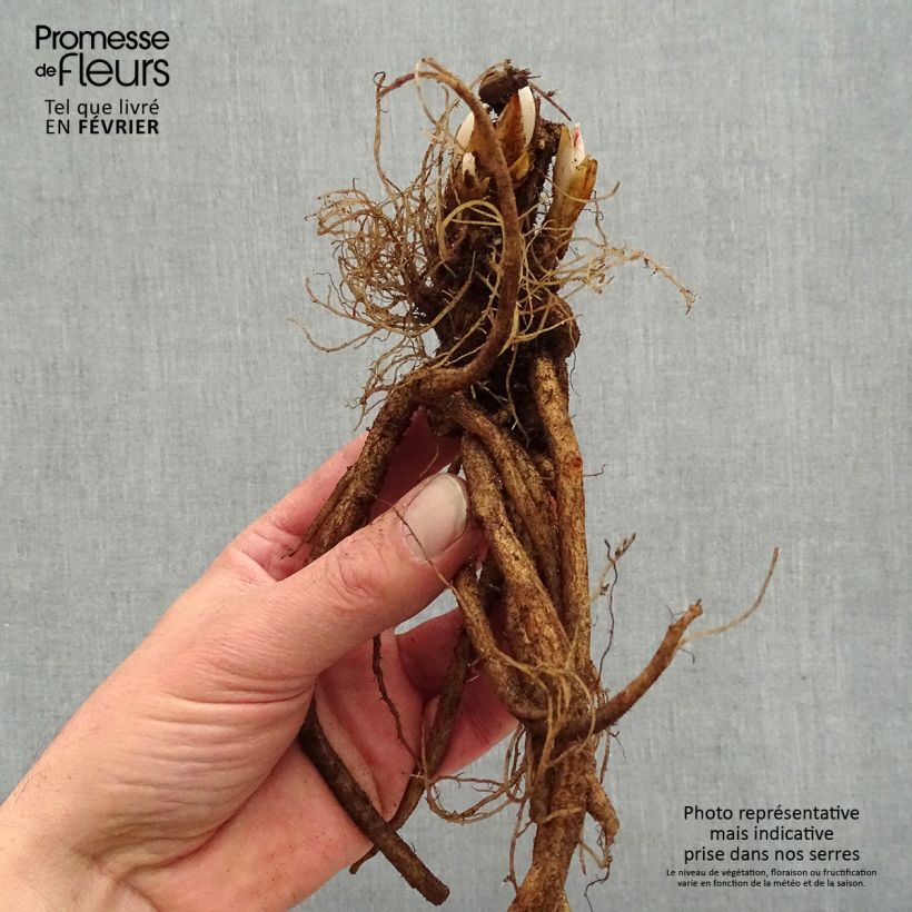 Dicentra spectabilis Valentine Bare root sample as delivered in winter