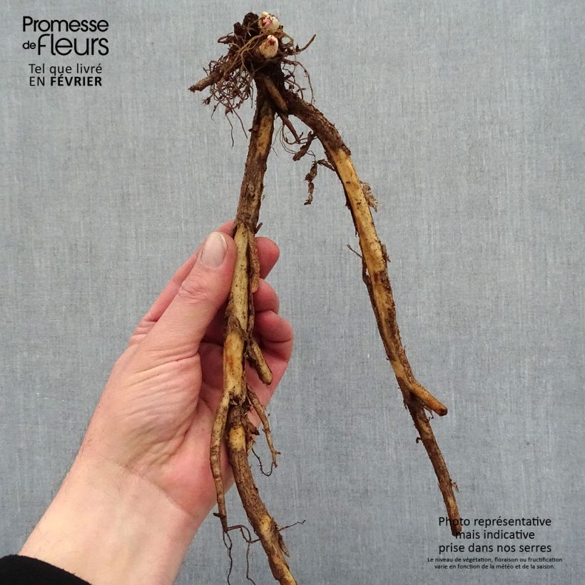 Dicentra spectabilis Goldheart Bare root sample as delivered in winter