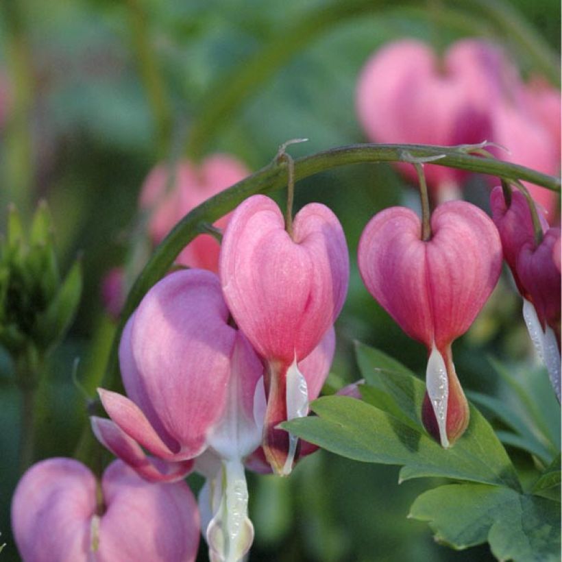 Dicentra spectabilis - Bleeding Heart (Flowering)