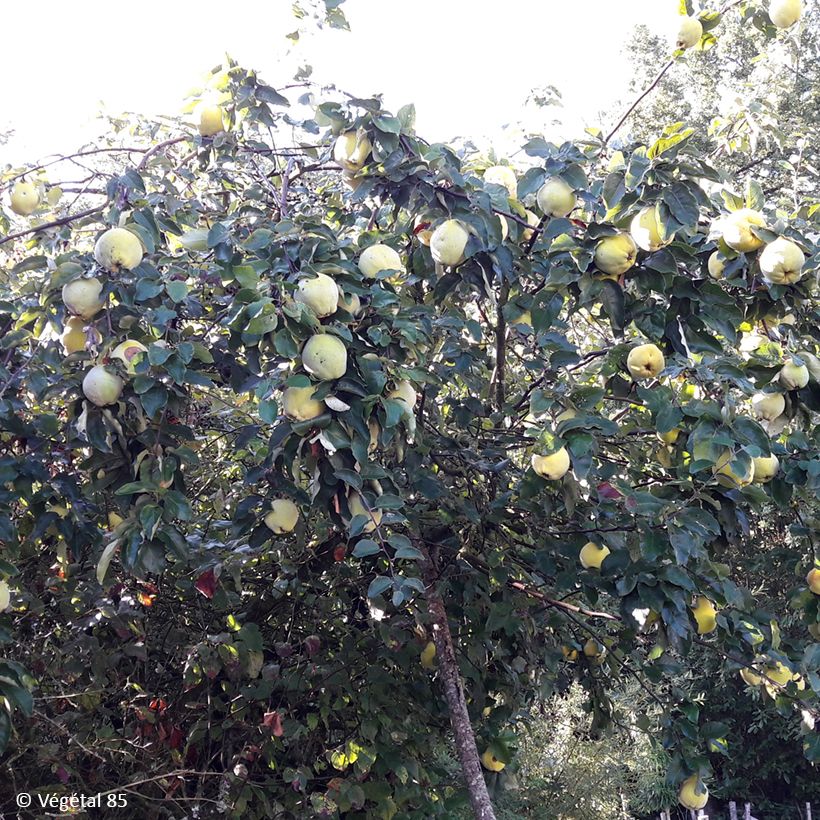 Quince Aromatnaya - Cydonia oblonga (Plant habit)