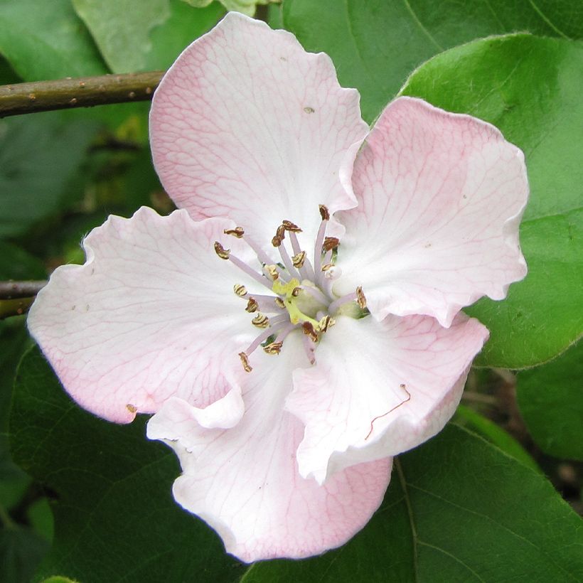 Organic Quince Portugal - Cydonia oblonga (Flowering)