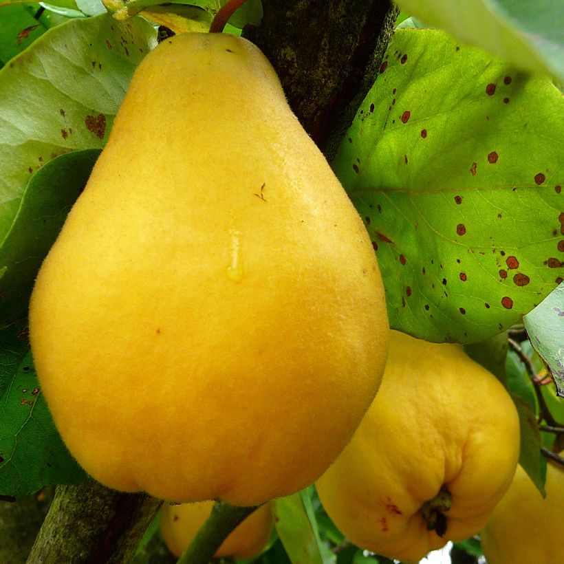 Organic Quince Portugal - Cydonia oblonga (Harvest)