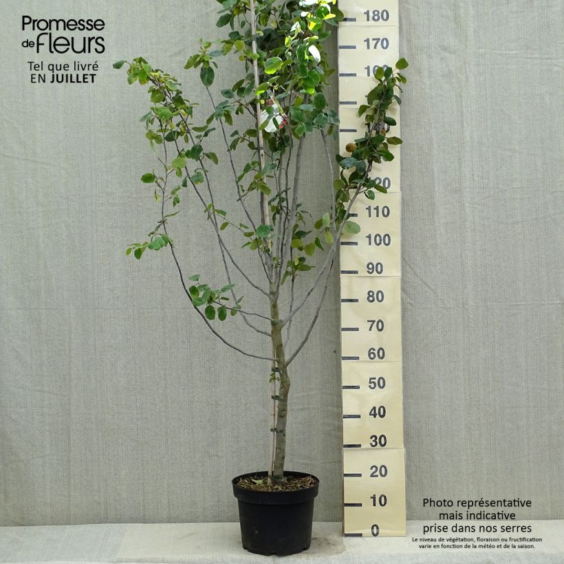 Common Quince Leskovac- Cydonia oblonga 7.5L/10L pot sample as delivered in summer