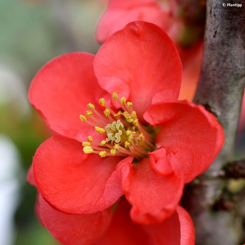 Chaenomeles speciosa Red Kimono Ainoomoi - Flowering Quince (Flowering)