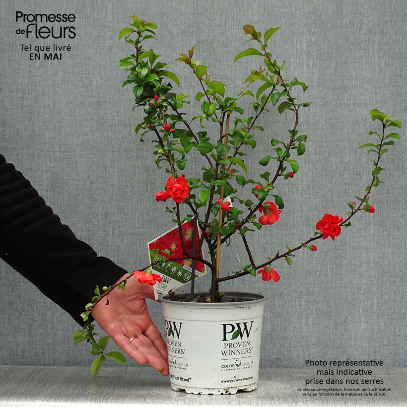 Chaenomeles speciosa Scarlet Storm - Flowering Quince sample as delivered in spring