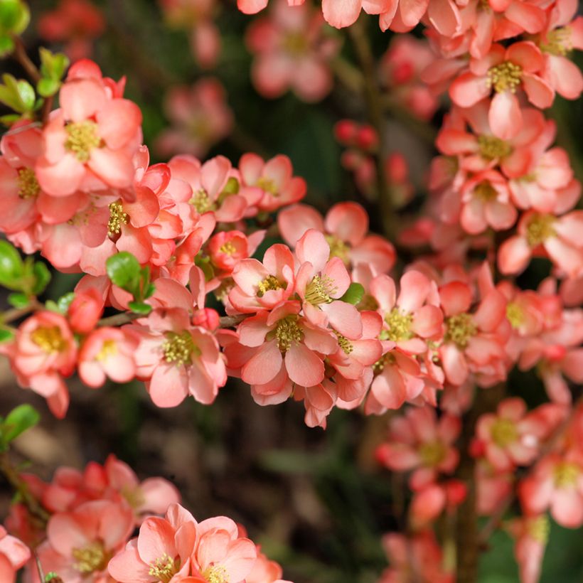 Chaenomeles superba Salmon Horizon - Flowering Quince (Flowering)