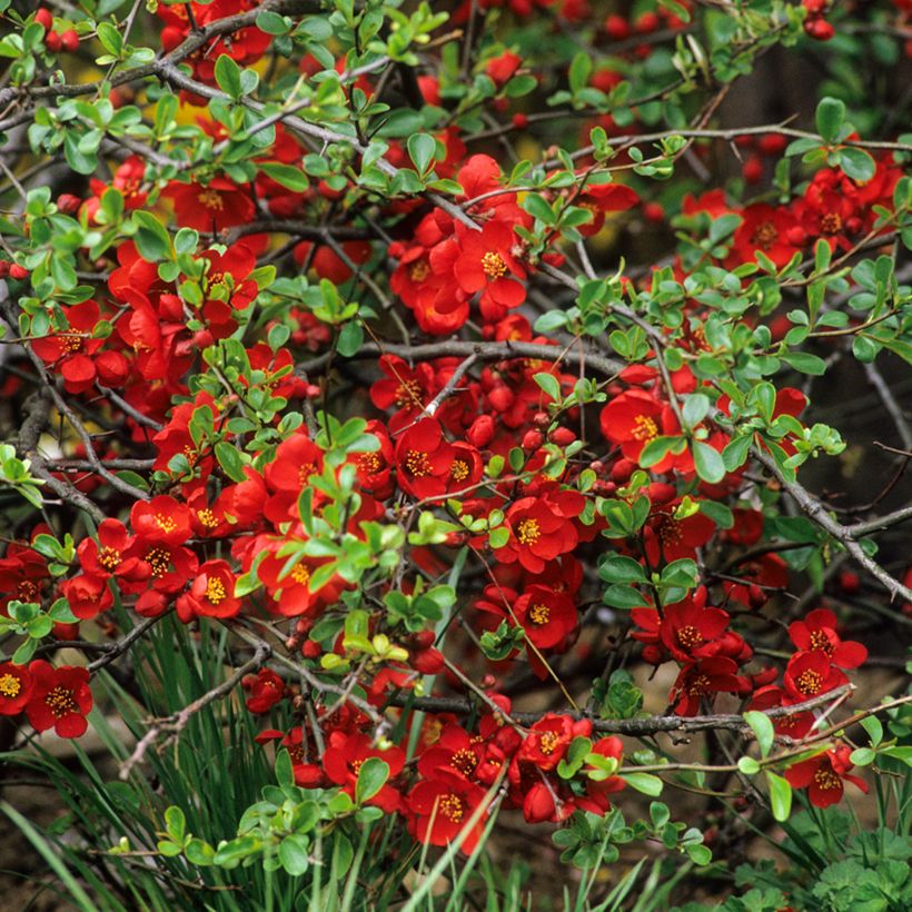 Chaenomeles superba Crimson and Gold - Flowering Quince (Flowering)