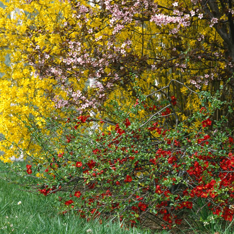 Chaenomeles superba Crimson and Gold - Flowering Quince (Plant habit)