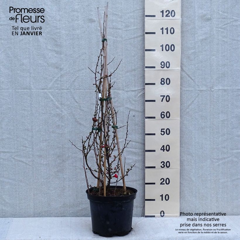 Cognassier du Japon Friesdorfer - Chaenomeles speciosa en pot de 7,5l/10l sample as delivered in winter