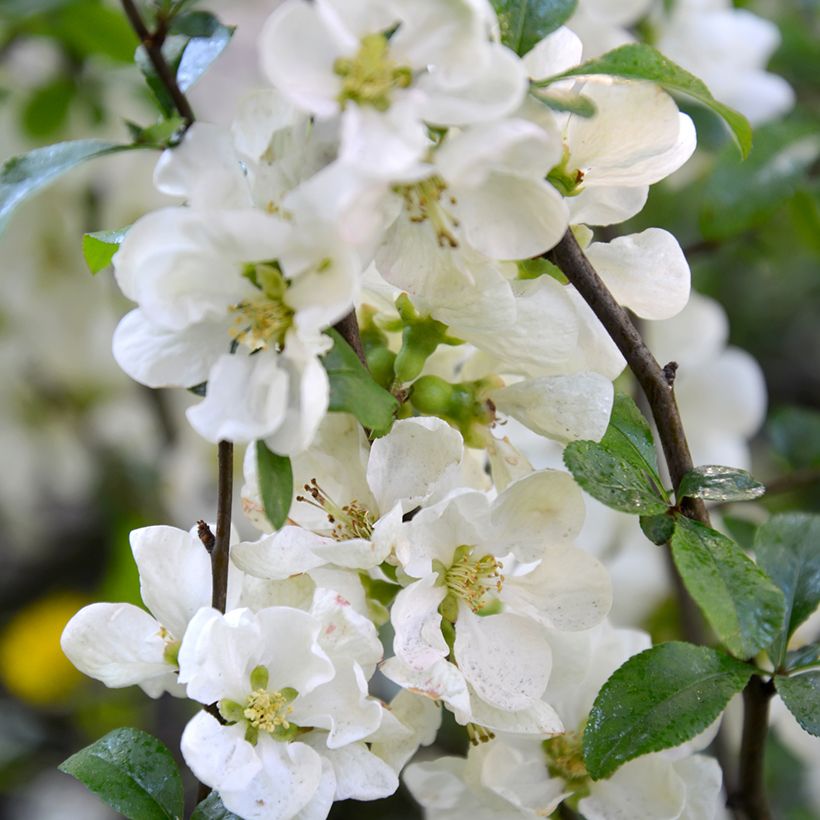 Chaenomeles speciosa Nivalis - Flowering Quince (Flowering)