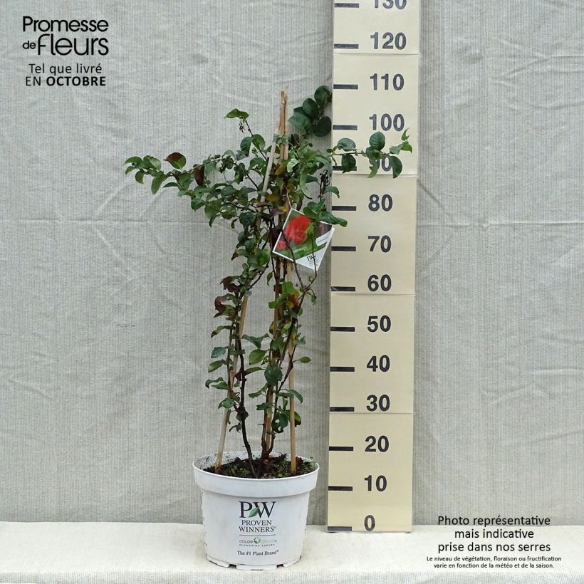 Cognassier du Japon Orange Storm en pot de 10L- Chaenomeles speciosa sample as delivered in autumn