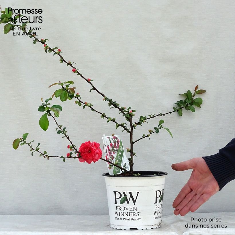 Chaenomeles speciosa Pink Storm - Flowering Quince sample as delivered in spring