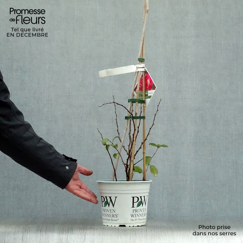 Cognassier du Japon Pink Storm - Chaenomeles speciosa  Pot de 2L/3L sample as delivered in winter