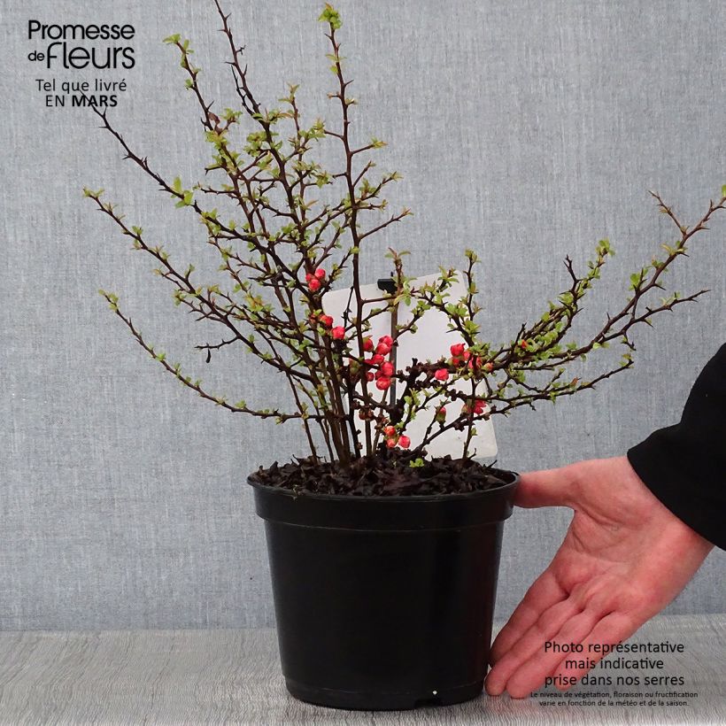 Cognassier du Japon Red Joy - Chaenomeles superba  Pot de 2L/3L sample as delivered in winter