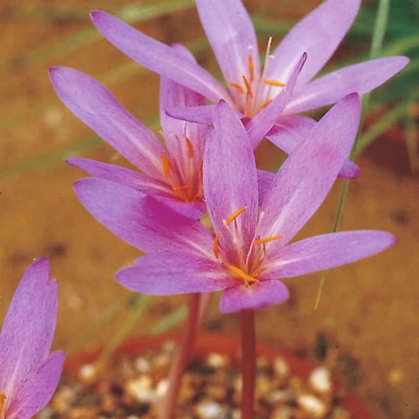Colchicum autumnale Pannonicum (Flowering)