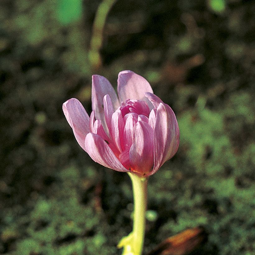 Colchicum autumnale Pleniflorum (Flowering)