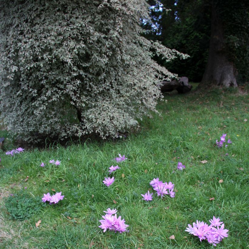 Colchicum autumnale Pleniflorum (Plant habit)