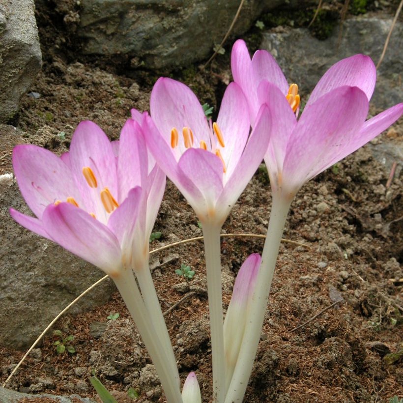 Colchicum Lilac Wonder (Flowering)