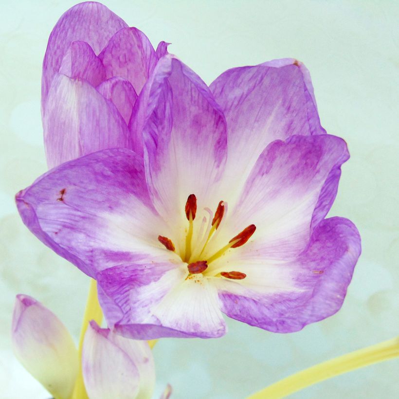Colchicum Autumnale Major - Autumn crocus (Foliage)