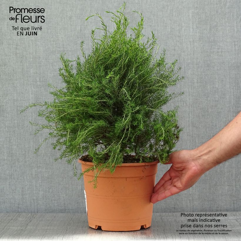 Coleonema pulchrum - Buisson confetti - Pot de 4/5L. sample as delivered in spring