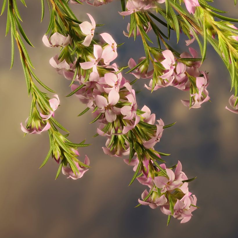 Coleonema pulchrum (Flowering)