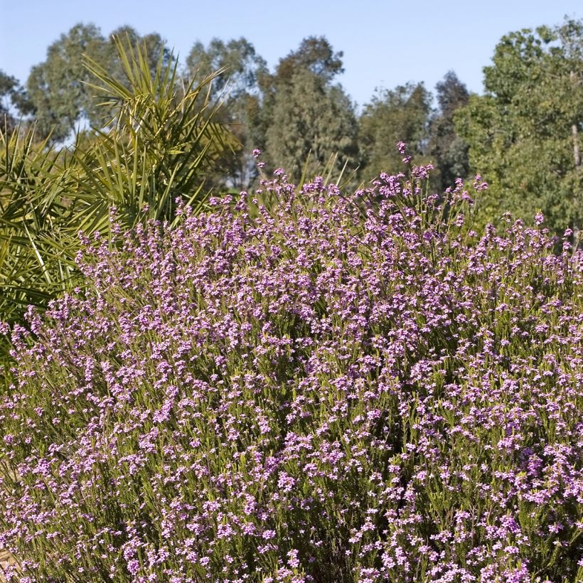 Coleonema pulchrum (Plant habit)
