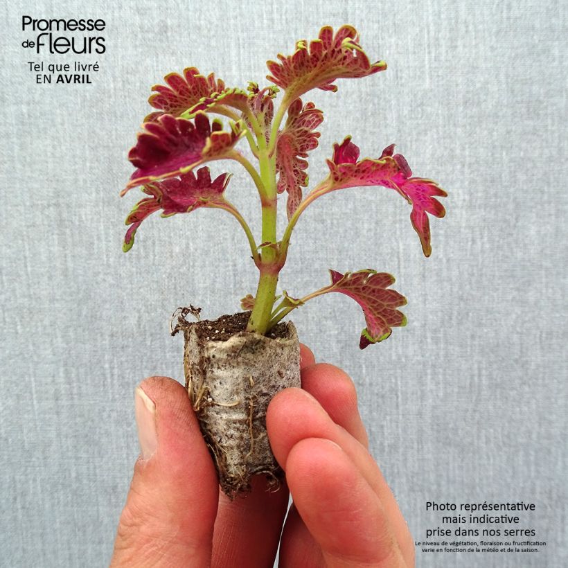 Solenostemon Copinto Planter's Punch sample as delivered in spring
