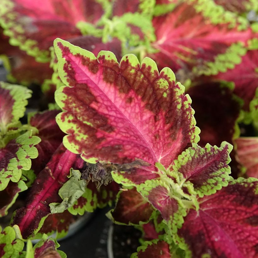 Coleus scutellarioides Le Freak - Painted nettle (Foliage)