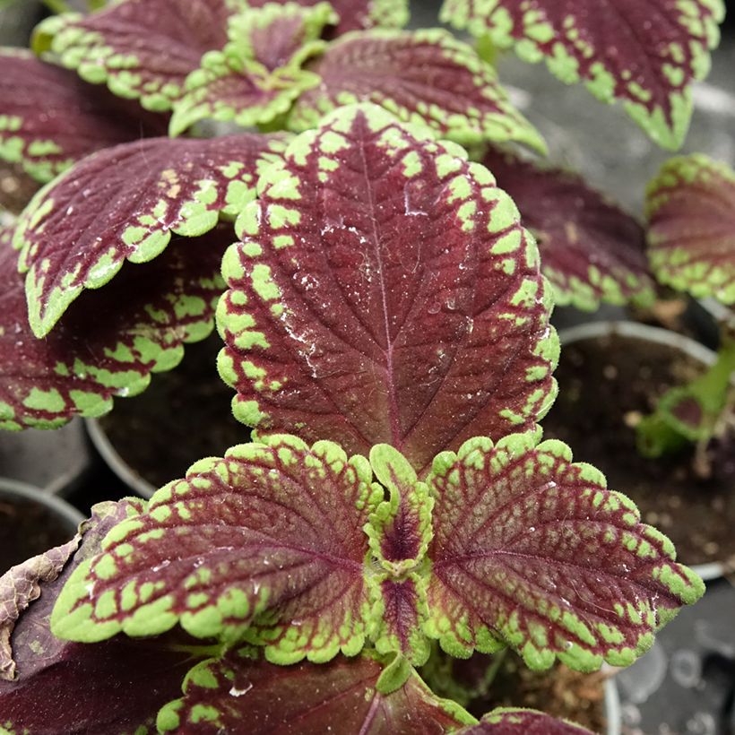 Coleus scutellarioides Abbey Road (Foliage)