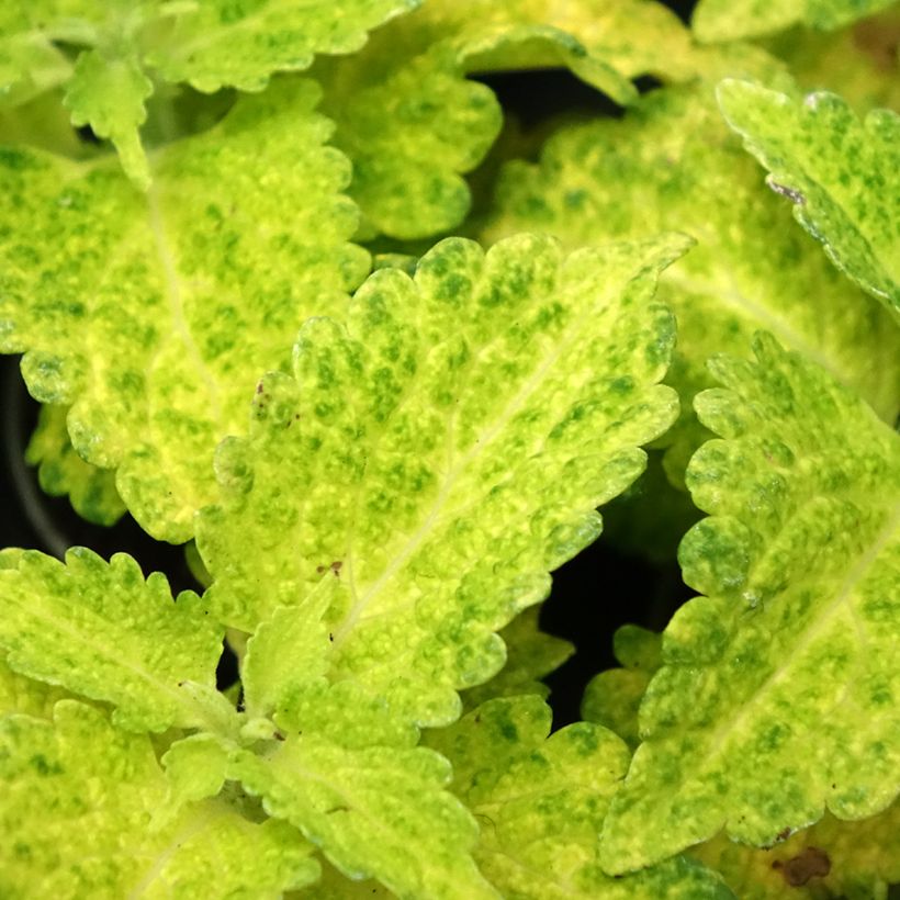 Coleus scutellarioides River Walk - Painted nettle (Foliage)