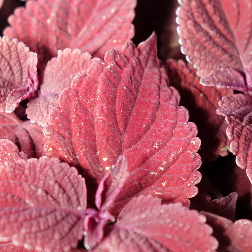 Coleus scutellarioides Second Street (Foliage)