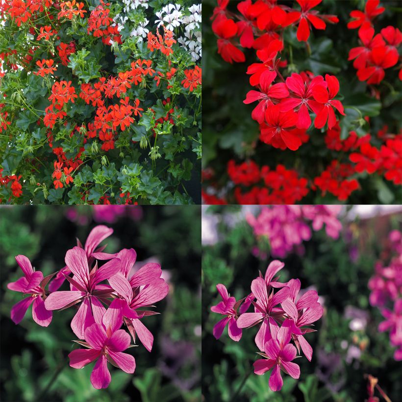 Collection of 10 Red and Pink Balcony Geraniums  (Flowering)