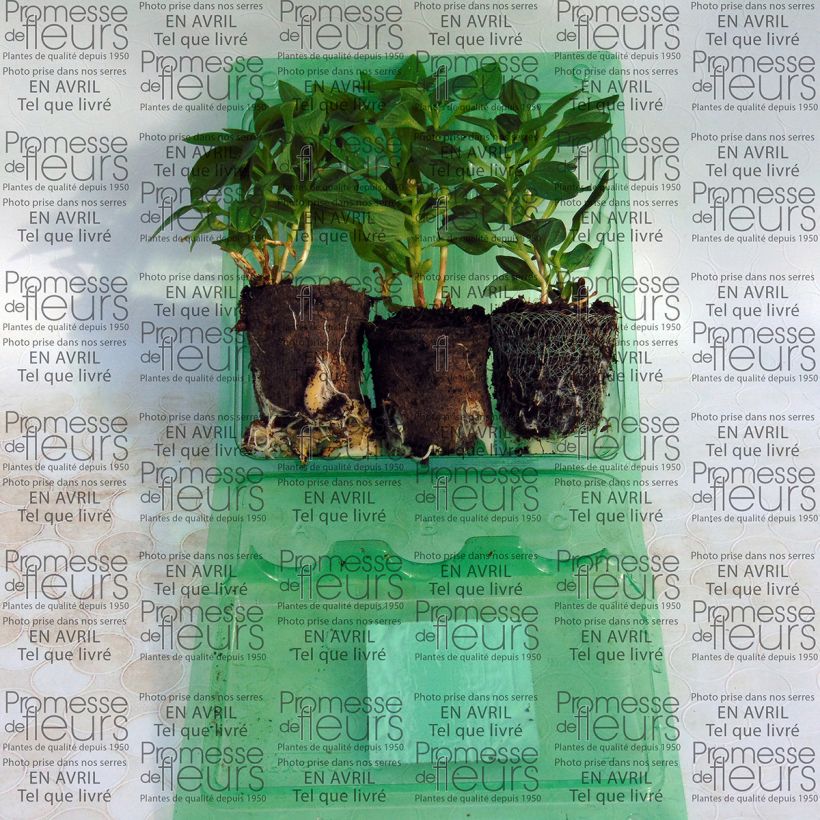 Example of Collection of 3 Alstroemeria Inticancha specimen as delivered