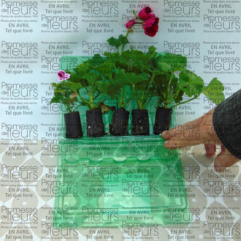 Example of Collection of 5 Upright Geraniums
 specimen as delivered