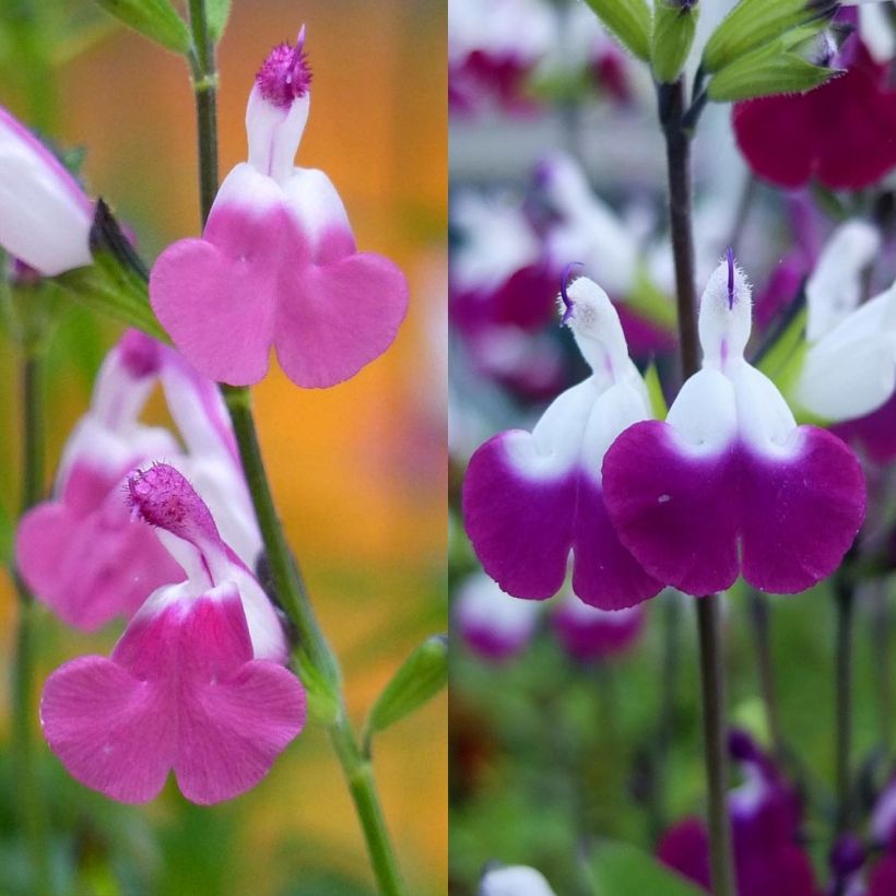 Shrubby Salvia Lips Collection (Flowering)